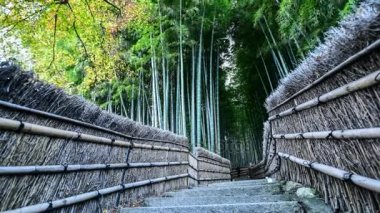 Japonya, Kyoto 'daki Arashiyama Bambu Ormanı 