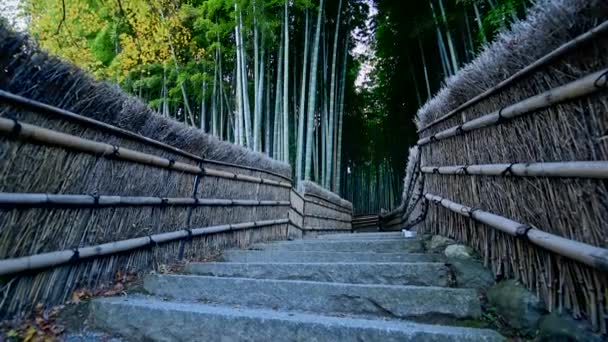 Bosque de bambú Arashiyama en Kyoto, Japón — Vídeo de stock