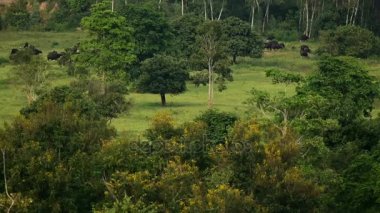 Gaurs Kui Buri Milli Park Prachuap Khiri Khan il, Tayland 