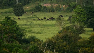 Gaurs Kui Buri Milli Park Prachuap Khiri Khan il, Tayland 