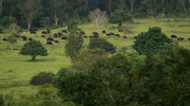 Gaurs Kui Buri Milli Park Prachuap Khiri Khan il, Tayland 