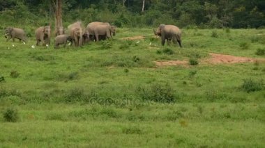 Asya yaban fil Kui buri Milli Parkı, Prachuap Khiri Khan il, Tayland, Thailand. 