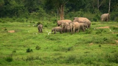 Asya yaban fil Kui buri Milli Parkı, Prachuap Khiri Khan il, Tayland, Thailand. 