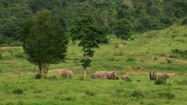 Asya yaban fil Kui buri Milli Parkı, Prachuap Khiri Khan il, Tayland, Thailand. 