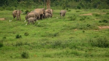 Asya yaban fil Kui buri Milli Parkı, Prachuap Khiri Khan il, Tayland, Thailand. 