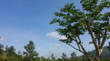 Kui Buri Milli Park Prachuap Khiri Khan il, Tayland 