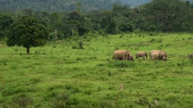 Asya yaban fil Kui buri Milli Parkı, Prachuap Khiri Khan il, Tayland, Thailand. 
