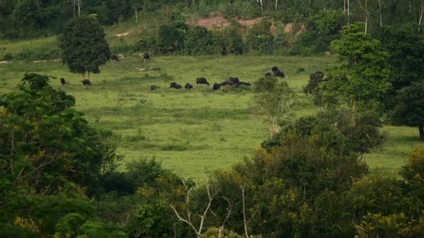 くいぶり国立公園プラチュワップキーリーカン県、タイの gaurs — ストック動画