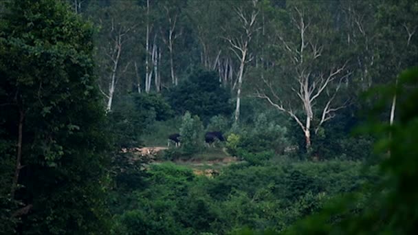 Gaurs em Kui Buri National Park Prachuap Província de Khiri Khan, Tailândia — Vídeo de Stock