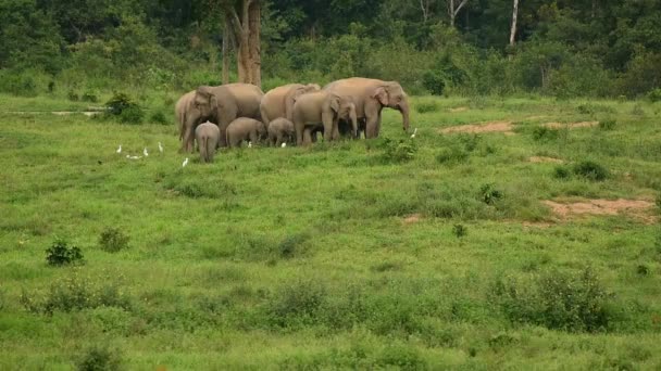 Asia vad elefántot Kui buri Nemzeti Park, Prachuap Khiri Khan tartományban, Thaiföld. — Stock videók