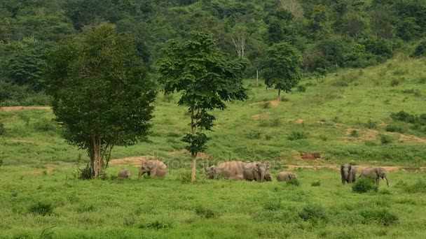 Elefante selvatico asiatico nel parco nazionale di Kui buri, provincia di Prachuap Khiri Khan, Thailandia . — Video Stock