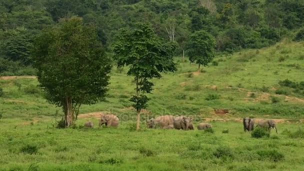 Asia wild elephant at Kui buri National Park, Prachuap Khiri Khan Province, Thailand. — Stock Video