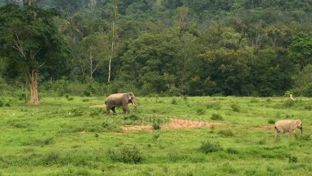 Asia dziki słoń Kui buri National Park, Prachuap Khiri Khan Province, Tajlandia. — Wideo stockowe