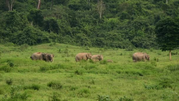 Asia wilde olifant in Kui buri National Park, de provincie Prachuap Khiri Khan, Thailand. — Stockvideo