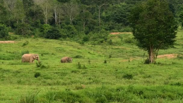 Elefante salvaje de Asia en el Parque Nacional Kui buri, provincia de Prachuap Khiri Khan, Tailandia . — Vídeo de stock