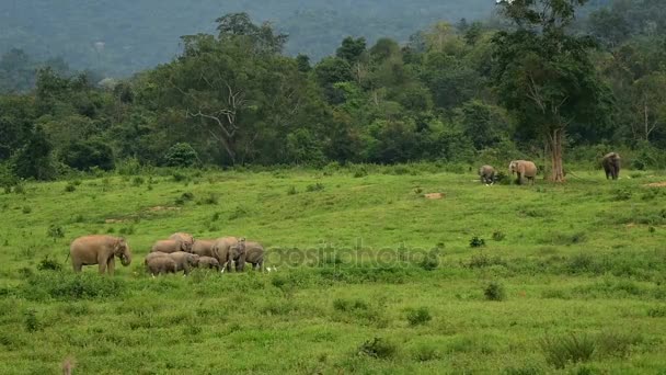 Asia wilde olifant in Kui buri National Park, de provincie Prachuap Khiri Khan, Thailand. — Stockvideo