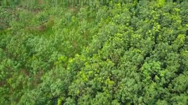 Kauçuk plantasyon Tayland Hava sinek üzerinde 