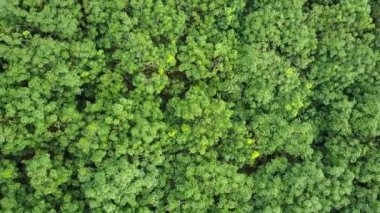 Kauçuk plantasyon Tayland Hava sinek üzerinde 