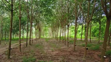 Kauçuk plantasyon Tayland Hava sinek üzerinde 