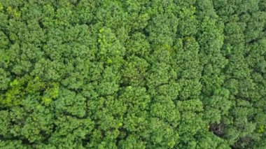 Kauçuk plantasyon Tayland Hava sinek üzerinde 