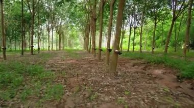Kauçuk plantasyon Tayland Hava sinek üzerinde 