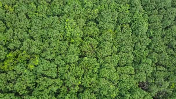 Voo aéreo sobre de plantação de borracha na Tailândia — Vídeo de Stock