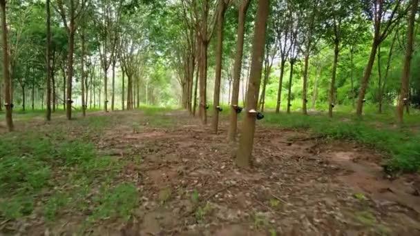 空中飞过的泰国橡胶种植园 — 图库视频影像
