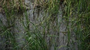 Khao Sam Roi Yot Ulusal Parkı, Tayland. 