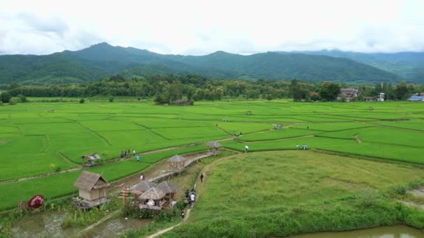 Terrasser ris fält, en vacker naturlig skönhet på berget runt Wat Phuket i Pua, Nan provinsen, Thailand — Stockvideo