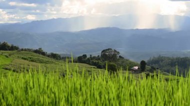 Pa bong Pieng, Mae Chaem, Chiang Mai, Tayland 'daki pirinç tarlaları. 