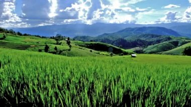 Pa bong Pieng, Mae Chaem, Chiang Mai, Tayland 'daki pirinç tarlaları. 