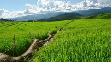 Pa bong Pieng, Mae Chaem, Chiang Mai, Tayland 'daki pirinç tarlaları. 