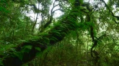 doğal iz Doi Inthanon Chiang Mai Province, Tayland 
