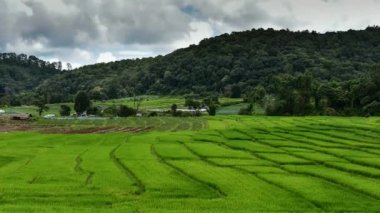 pirinç eğe, Ban Pa Bong Piang tepe kabile Köyü, Chiangmai, Tayland. 
