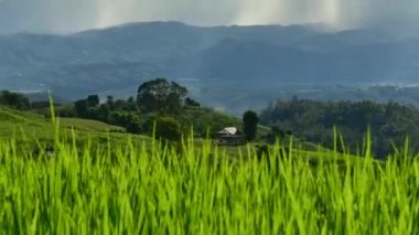 pirinç eğe, Ban Pa Bong Piang tepe kabile Köyü, Chiangmai, Tayland. 