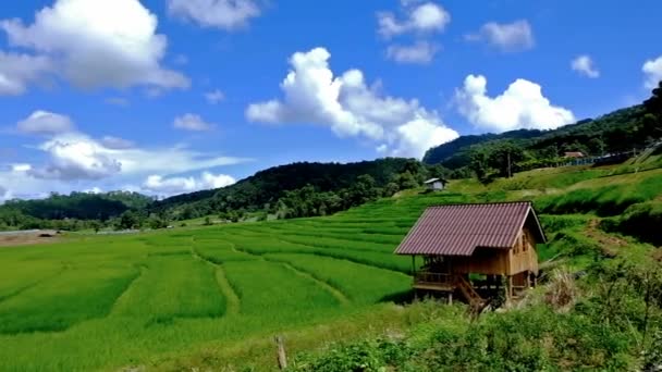 Рисові поля на терасах Pa bong Pieng, Mae Chaem, Chiang Mai, Thailand — стокове відео