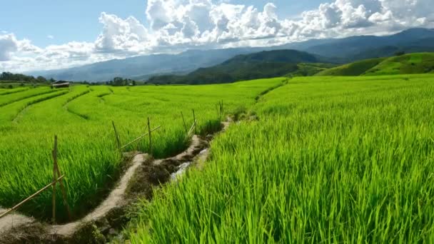 Reisfelder auf Terrassen von Pa bong Pieng, Mae Chaem, Chiang Mai, Thailand — Stockvideo