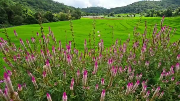 Pola ryżowe na tarasie Pa bong Pieng, Mae Chaem, Chiang Mai, Tajlandia — Wideo stockowe