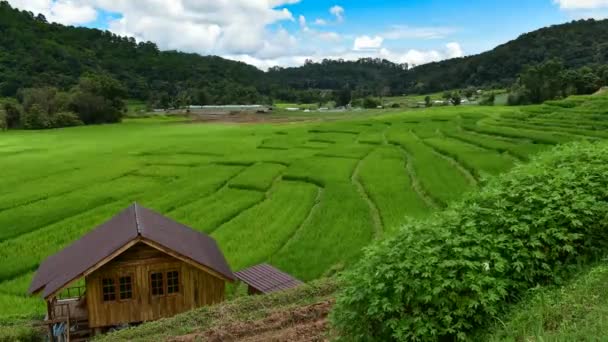 水稻提起，禁止 Pa 奉平凉山部落村庄，清迈泰国. — 图库视频影像