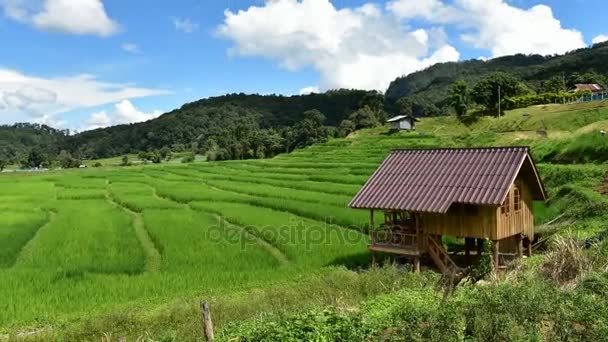 Rijst geplaatst, verbod Pa Bong Piang Hill tribe village, Chiangmai, Thailand. — Stockvideo