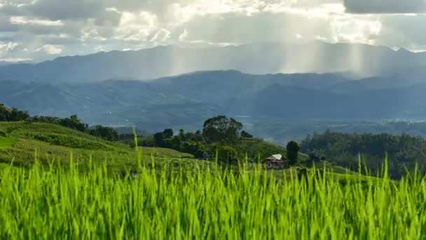 Złożony w ryżu, Ban Pa Bong Piang wzgórzu wioski plemienia, Chiangmai, Tajlandia. — Wideo stockowe