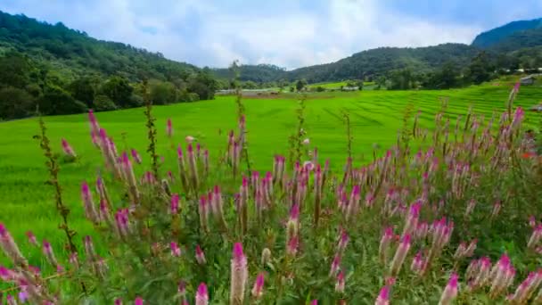 Rijst geplaatst, verbod Pa Bong Piang Hill tribe village, Chiangmai, Thailand. — Stockvideo