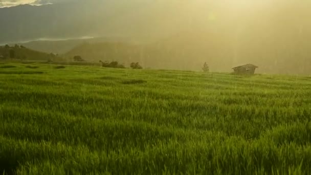 Złożony w ryżu, Ban Pa Bong Piang wzgórzu wioski plemienia, Chiangmai, Tajlandia. — Wideo stockowe