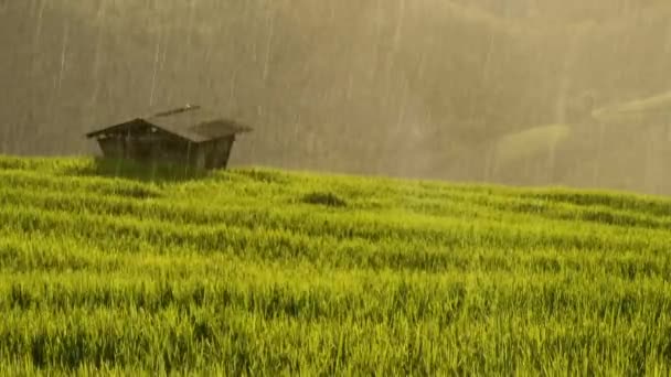 Pirinç eğe, Ban Pa Bong Piang tepe kabile Köyü, Chiangmai, Tayland. — Stok video