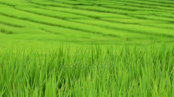 Arroz archivado, aldea de la tribu de Ban Pa Bong Piang Hill, Chiangmai, Tailandia . — Vídeos de Stock