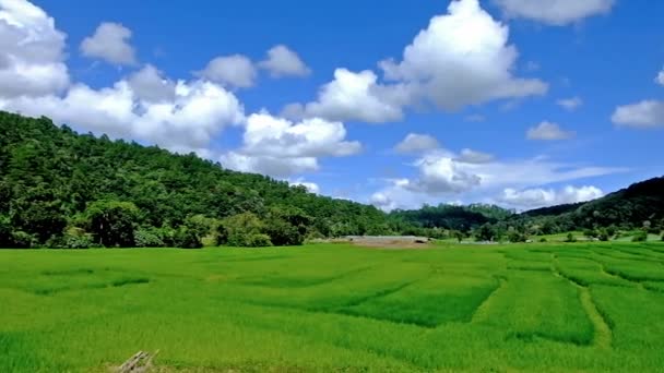 Reis eingereicht, Verbot pa Bong Piang Bergstamm Dorf, Chiangmai, Thailand. — Stockvideo