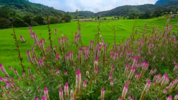 Rijst geplaatst, verbod Pa Bong Piang Hill tribe village, Chiangmai, Thailand. — Stockvideo