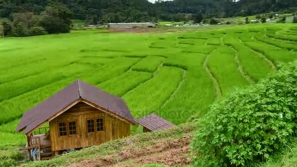 Reis eingereicht, Verbot pa Bong Piang Bergstamm Dorf, Chiangmai, Thailand. — Stockvideo