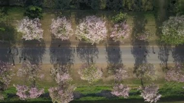 Pembe trompet ağaç Tabebuia rosea çiçeği Kamphangsean, Nakornpathom, Tayland 