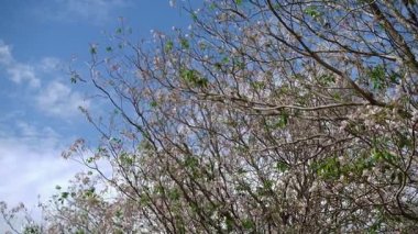 Pembe trompet ağaç Tabebuia rosea çiçeği Kamphangsean, Nakornpathom, Tayland 